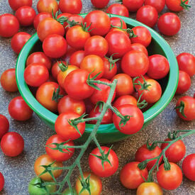 Supersweet 100, (F1) Tomato Seeds